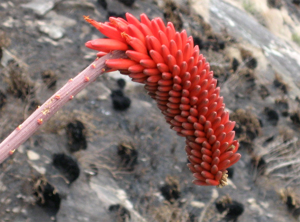 Aloe decurva