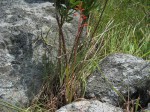Aloe cannellii