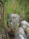 Aloe cannellii
