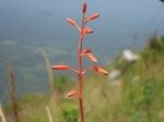 Aloe cannellii