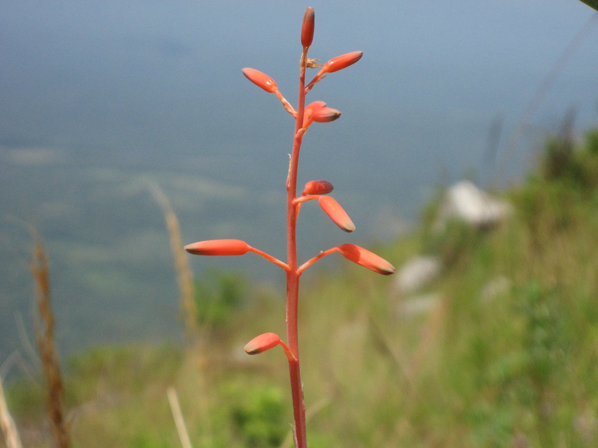 Aloe cannellii