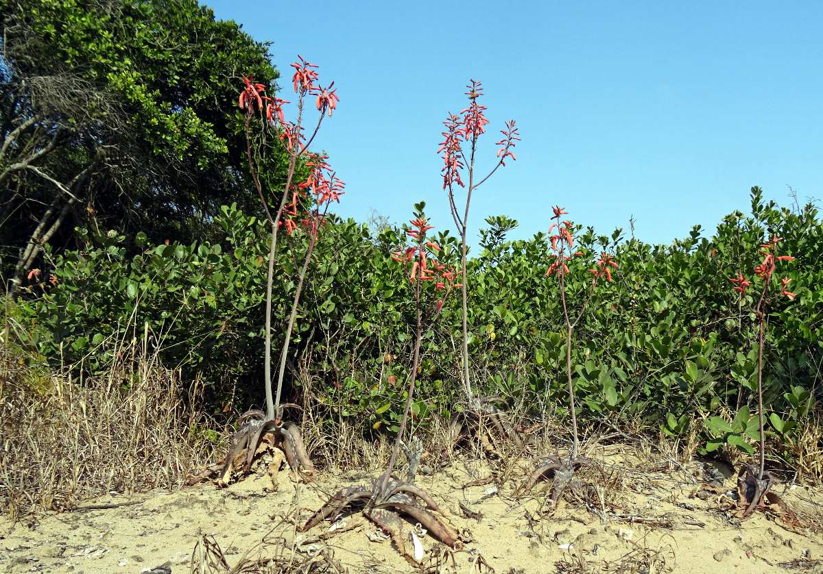 Aloe parvibracteata
