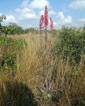 Aloe parvibracteata