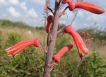 Aloe parvibracteata