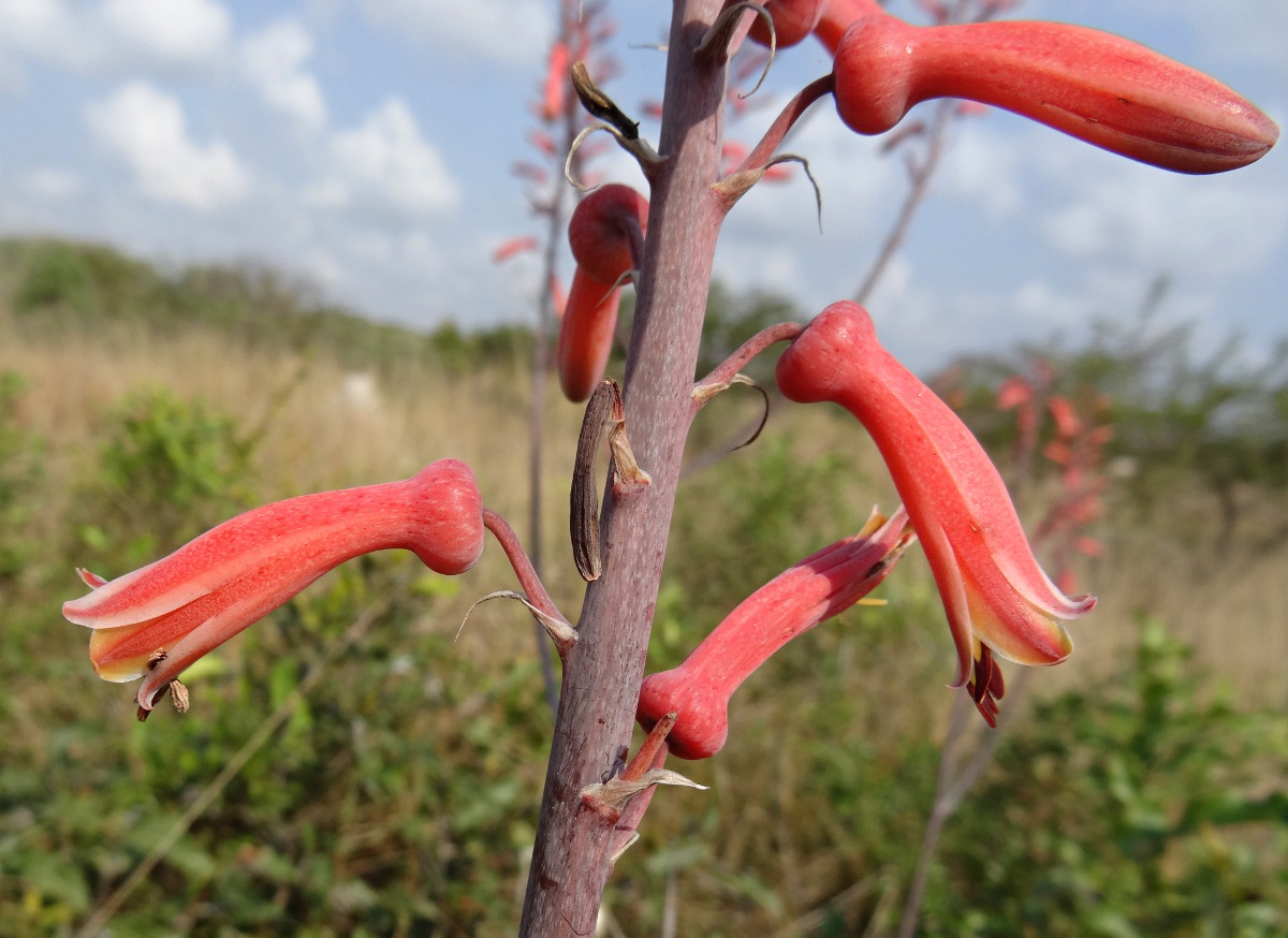 Aloe parvibracteata