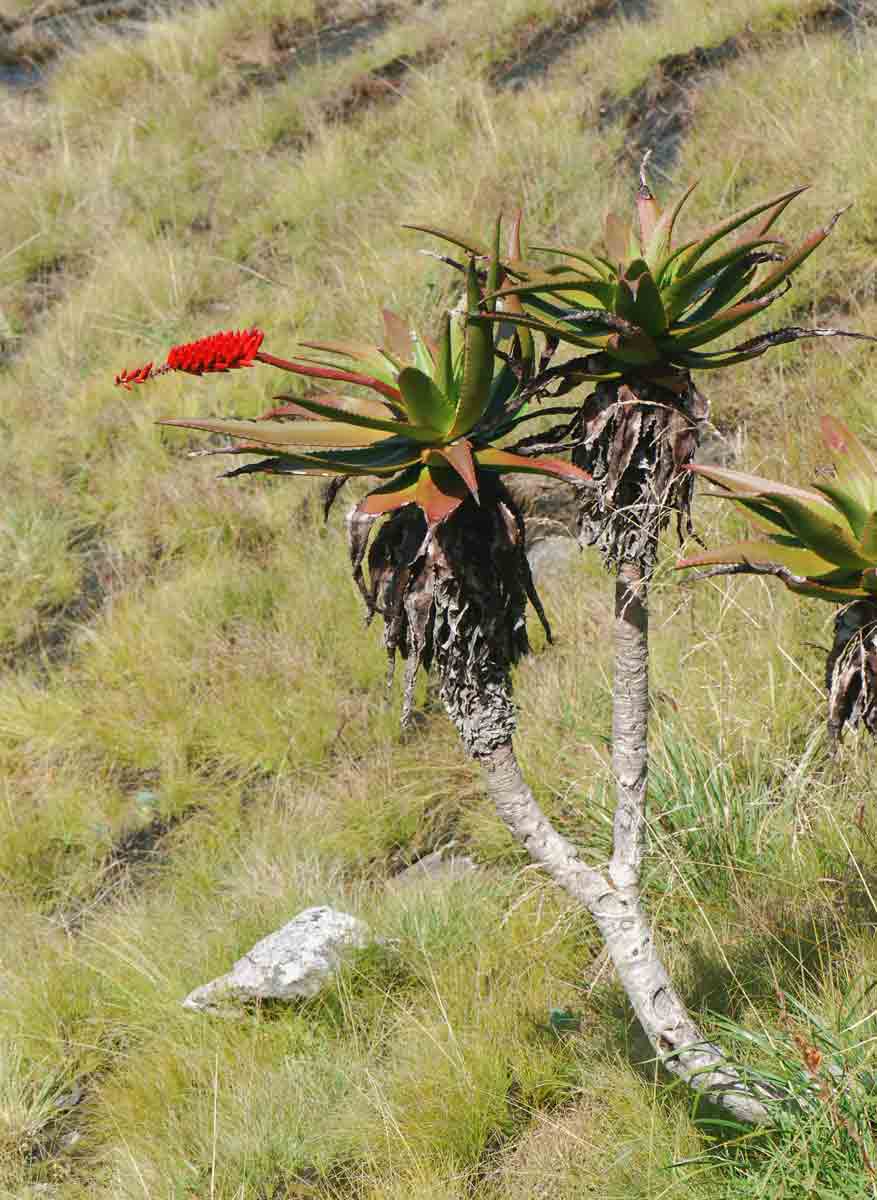 Aloe mawii