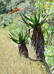 Aloe mawii