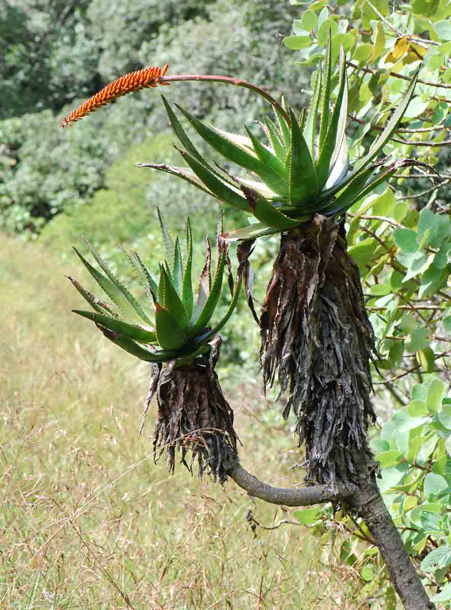 Aloe mawii
