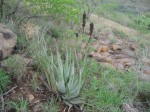 Aloe pienaarii