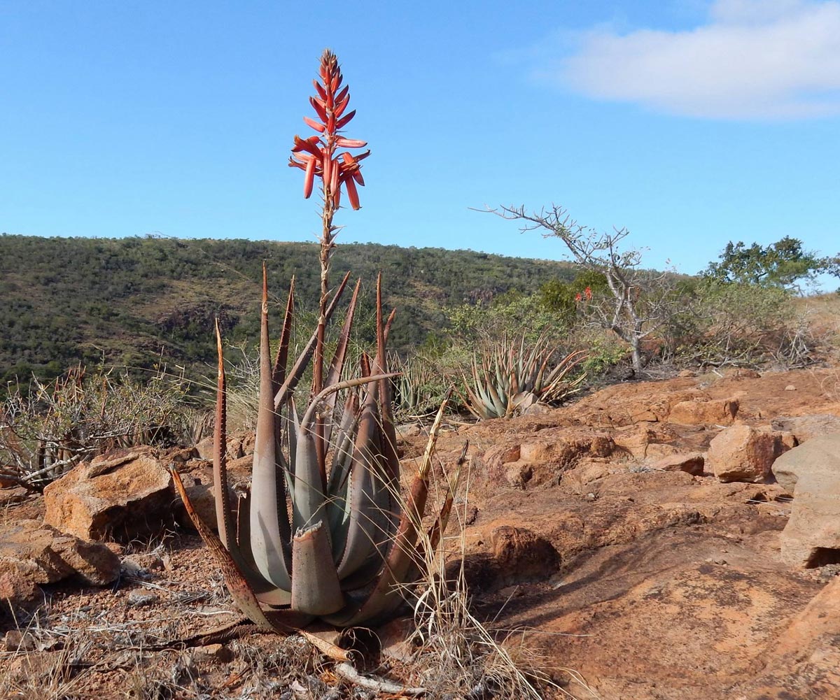 Aloe pienaarii