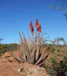 Aloe pienaarii