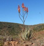 Aloe pienaarii