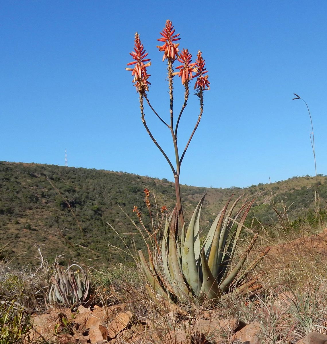 Aloe pienaarii