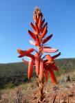 Aloe pienaarii