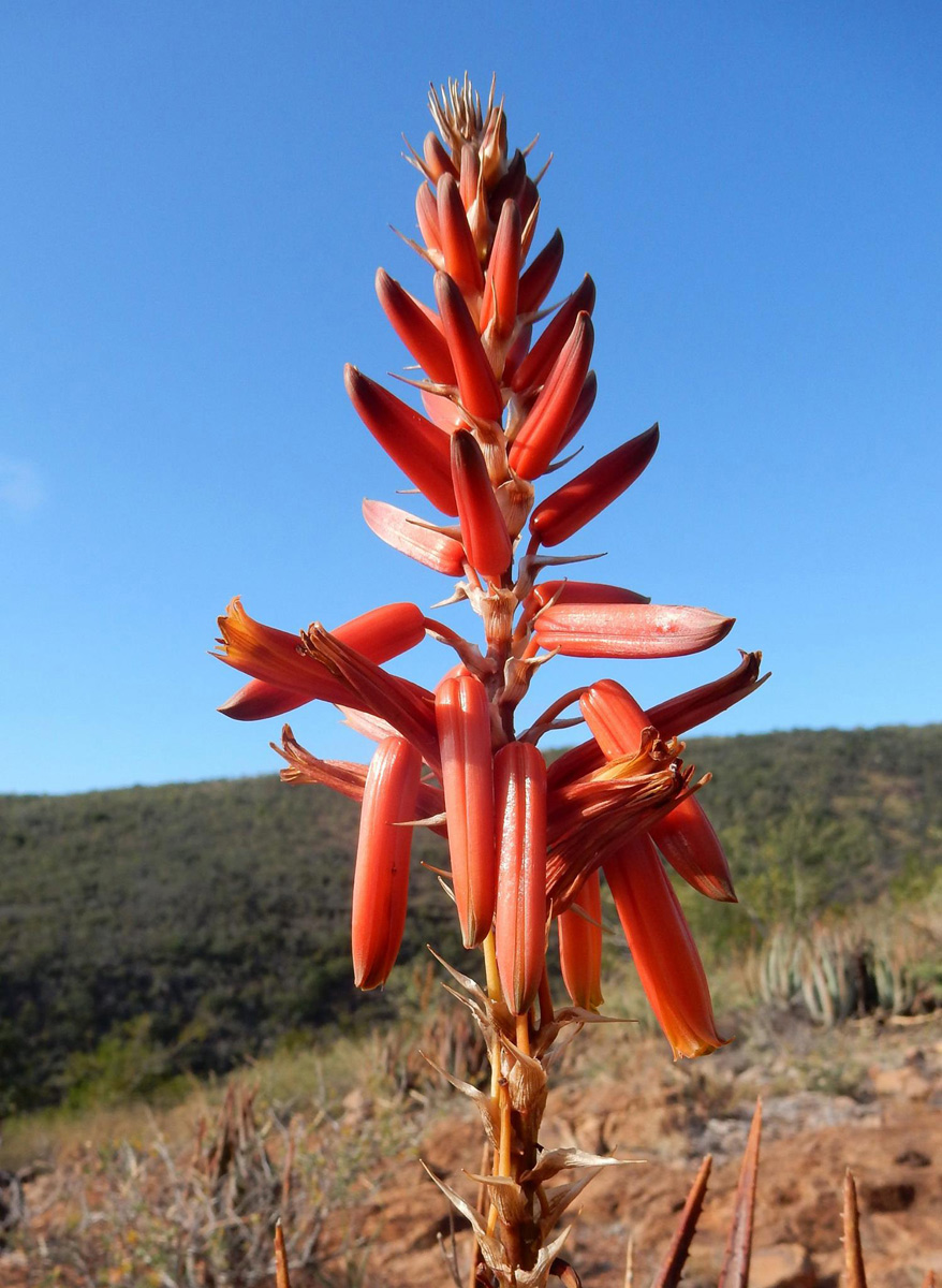 Aloe pienaarii