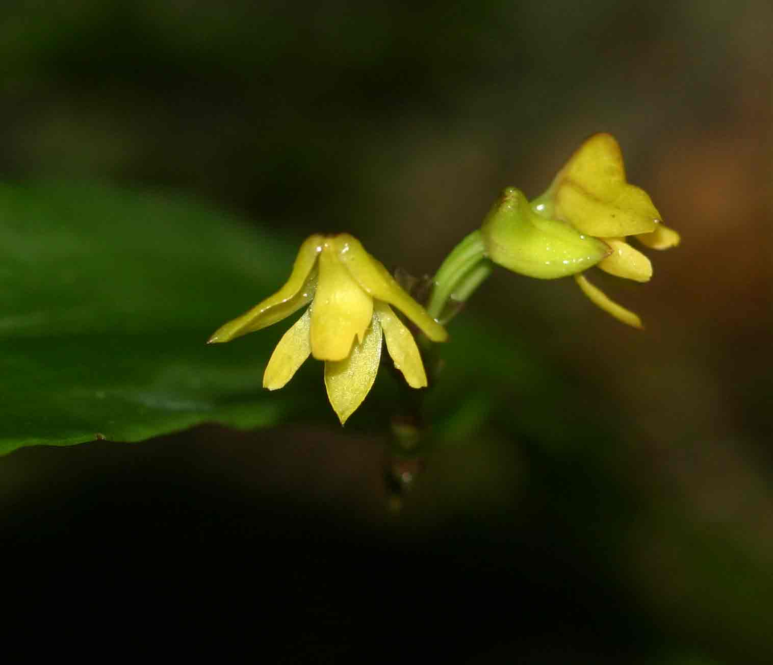 Polystachya cultriformis (yellow-flowered form)