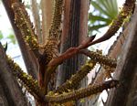 Hyphaene coriacea