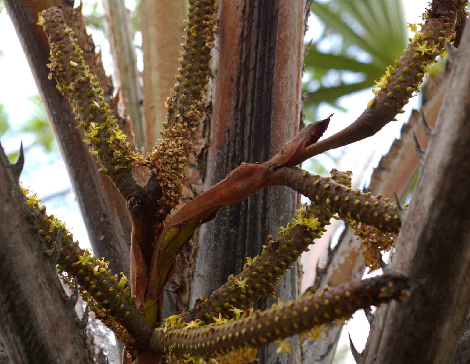 Hyphaene coriacea