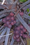 Hyphaene coriacea