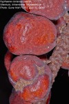 Hyphaene coriacea