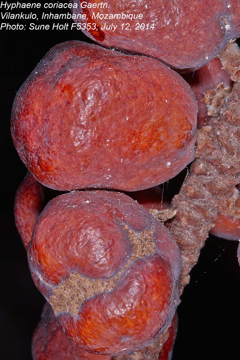 Hyphaene coriacea