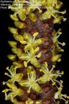 Hyphaene coriacea