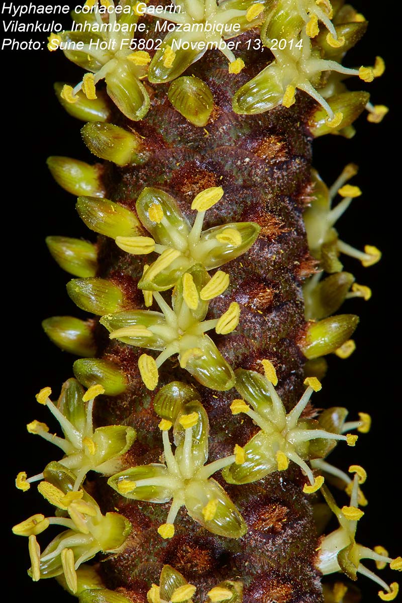 Hyphaene coriacea