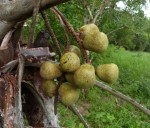 Hyphaene coriacea