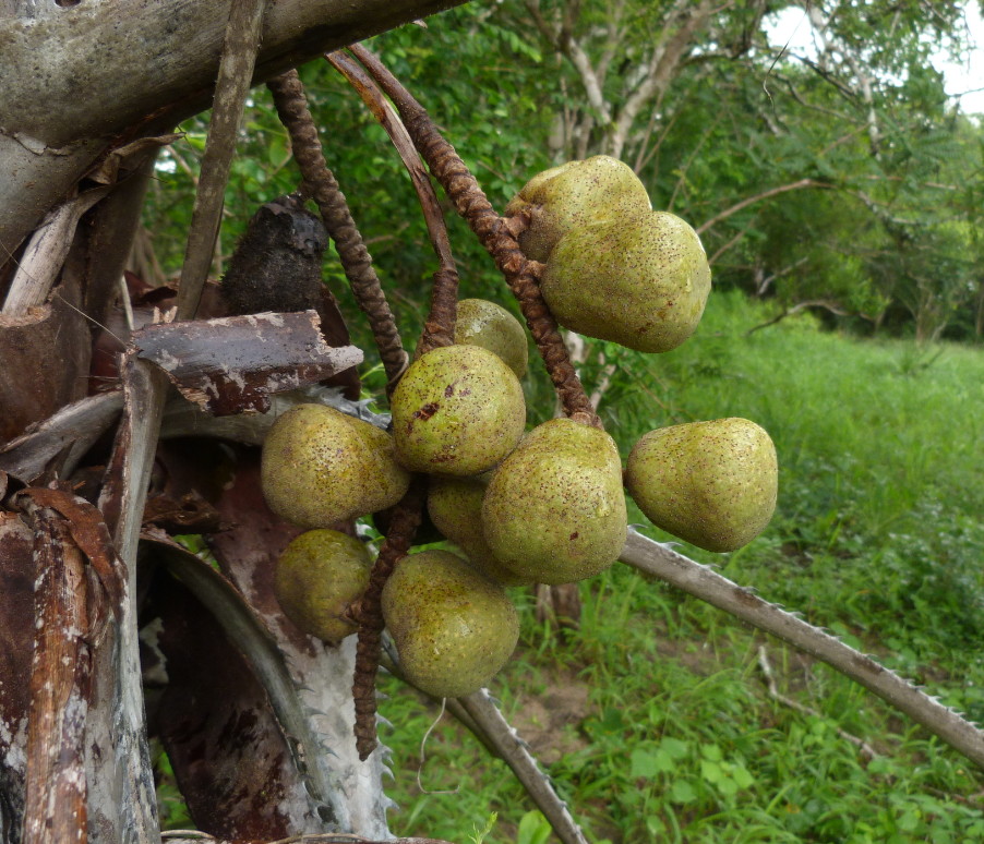 Hyphaene coriacea