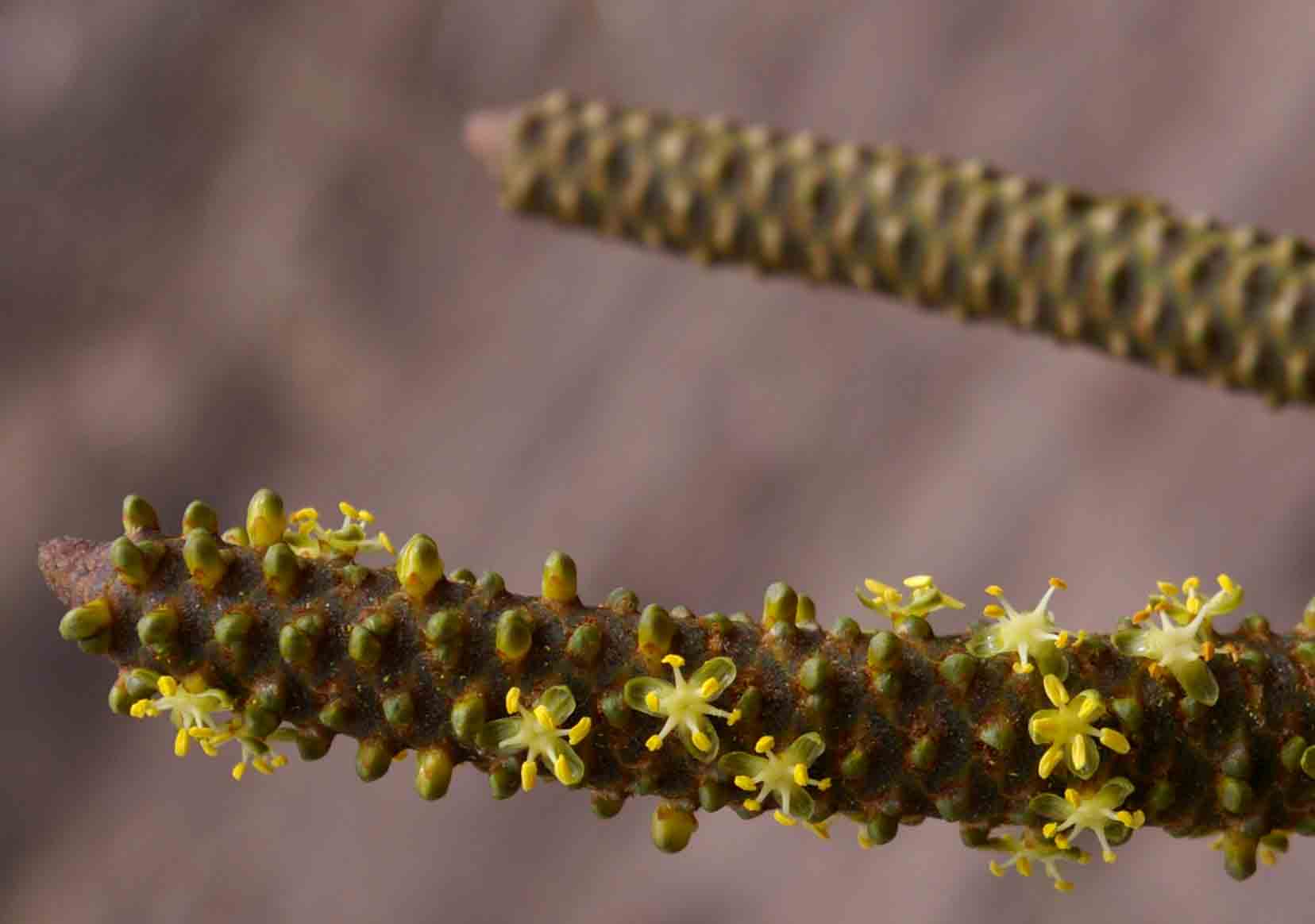 Hyphaene coriacea