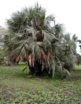 Hyphaene coriacea