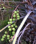 Hyphaene coriacea