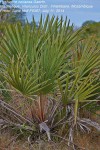 Hyphaene coriacea