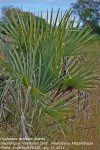 Hyphaene coriacea