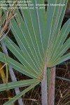 Hyphaene coriacea