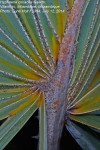 Hyphaene coriacea