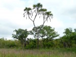 Hyphaene compressa