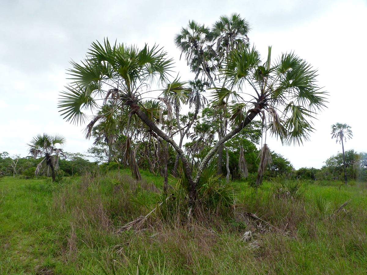 Hyphaene compressa