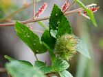 Acalypha welwitschiana