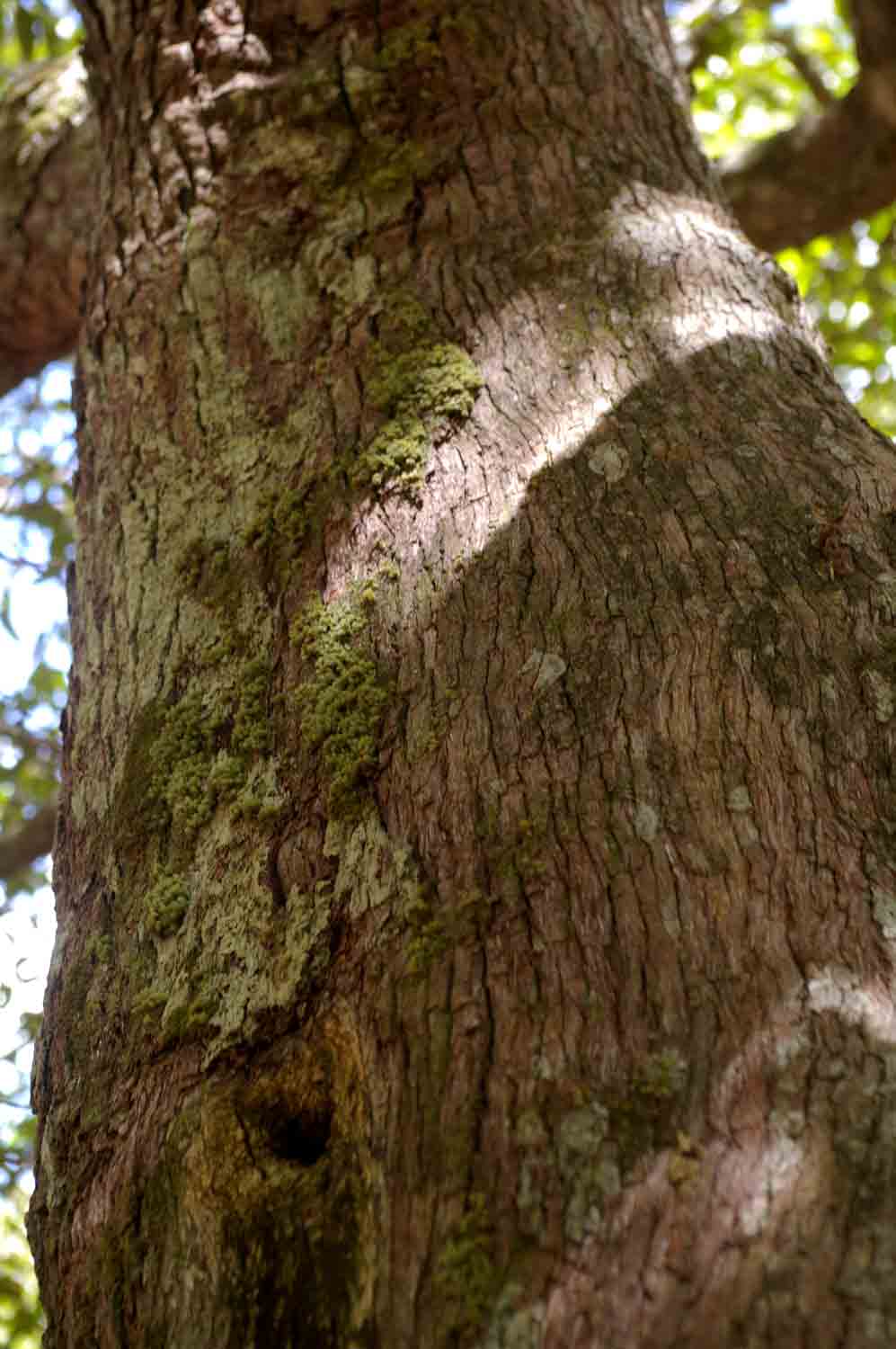 Hirtella zanzibarica