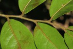Hirtella zanzibarica