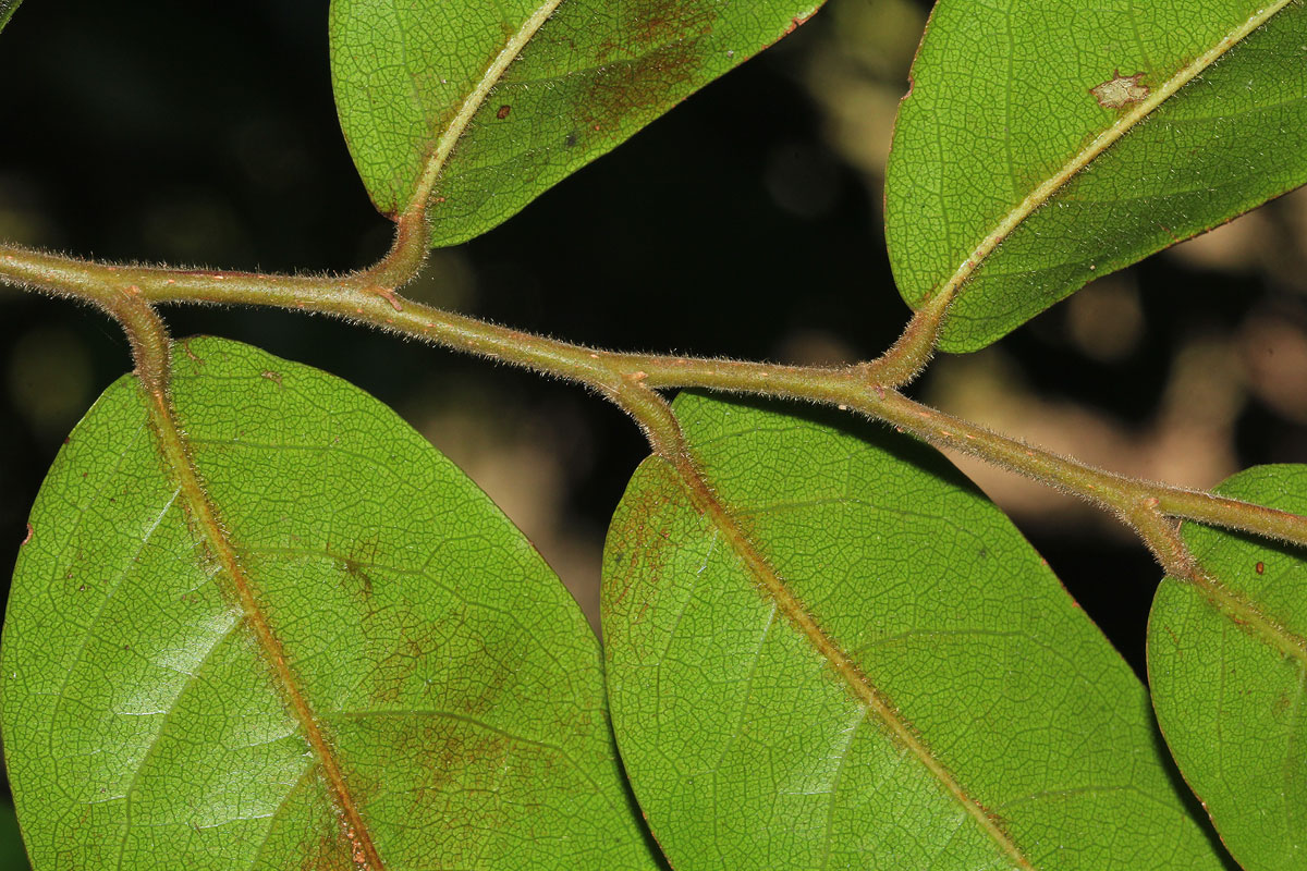 Hirtella zanzibarica