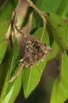 Hirtella zanzibarica