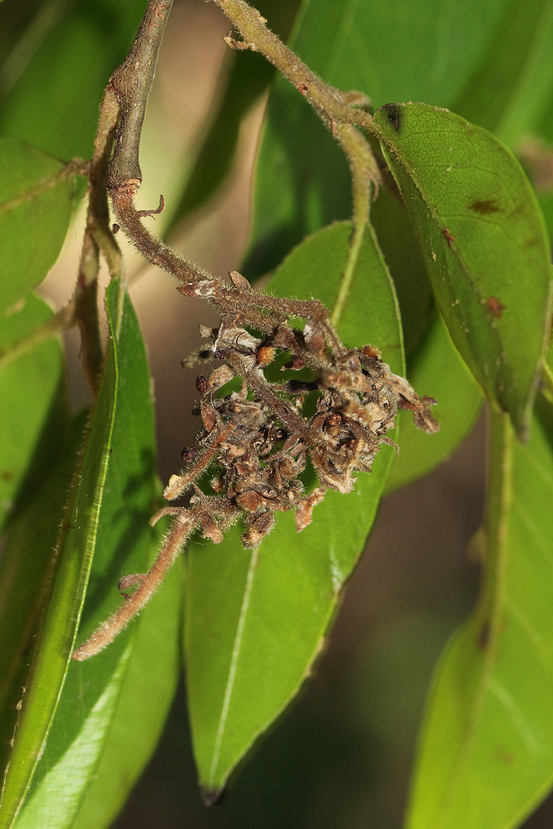 Hirtella zanzibarica