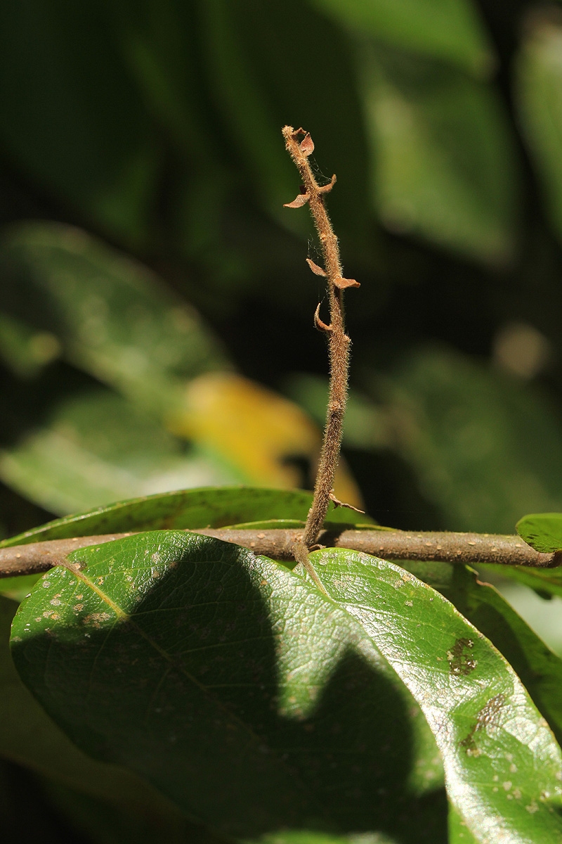 Hirtella zanzibarica
