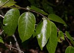 Hirtella zanzibarica