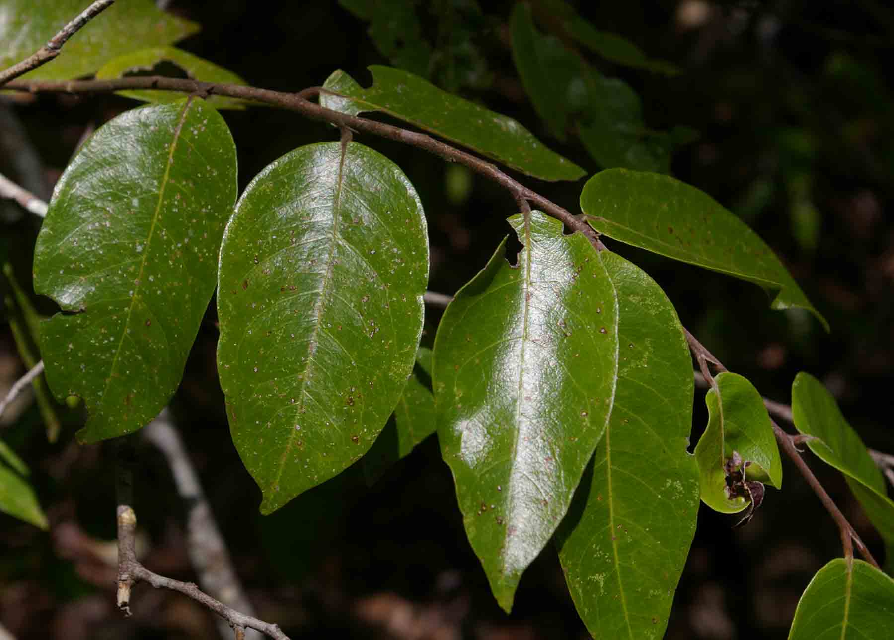 Hirtella zanzibarica