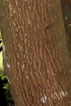 Hirtella zanzibarica