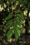 Hirtella zanzibarica