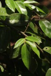 Hirtella zanzibarica